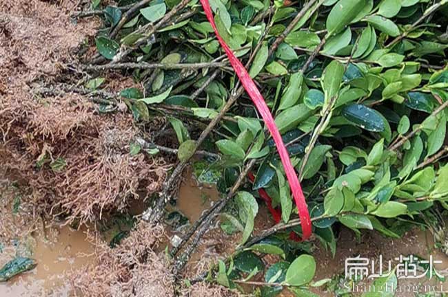 分宜油茶基地