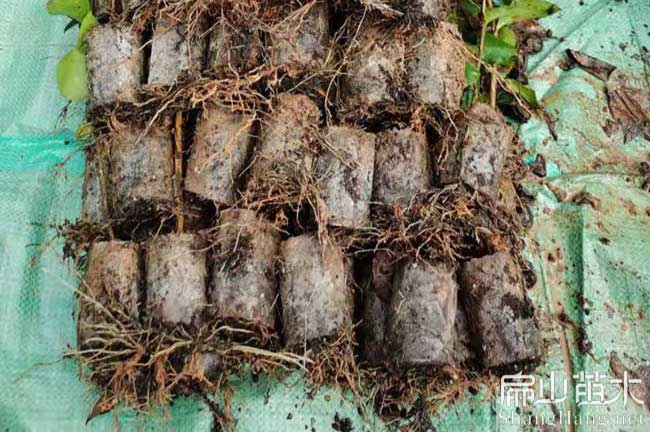 萍鄉(xiāng)油茶杯苗