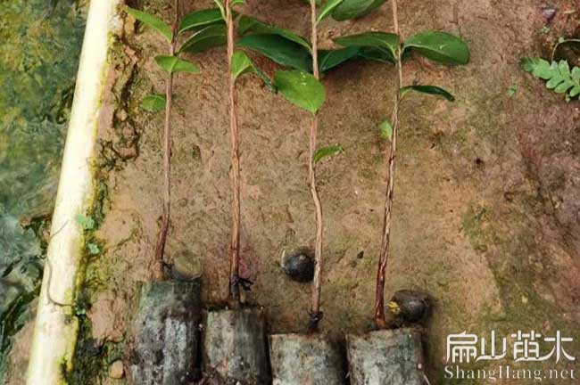 吉首油茶杯苗