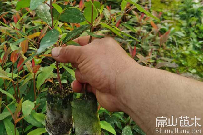 綿陽油茶苗批發(fā)