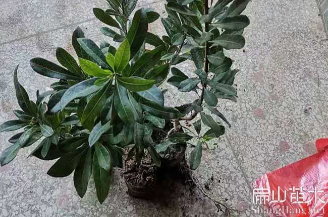 玉林楊梅苗批發(fā)
