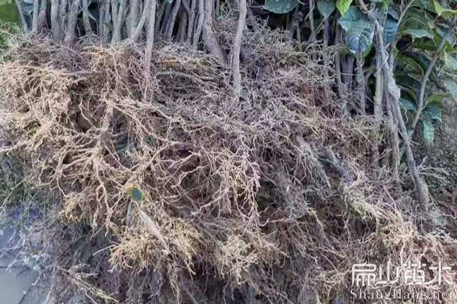 連城紅花大果油茶苗