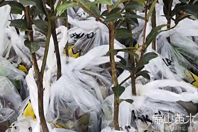 濟源油茶大杯苗