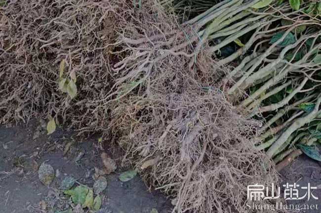 宜春紅花油茶苗
