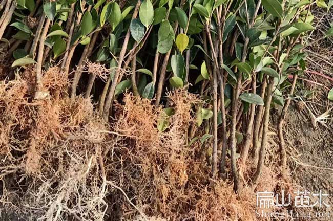 大果紅花茶樹苗價格