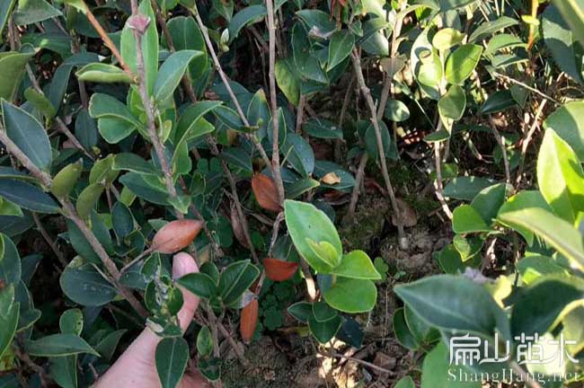 海滄油茶苗批發(fā)