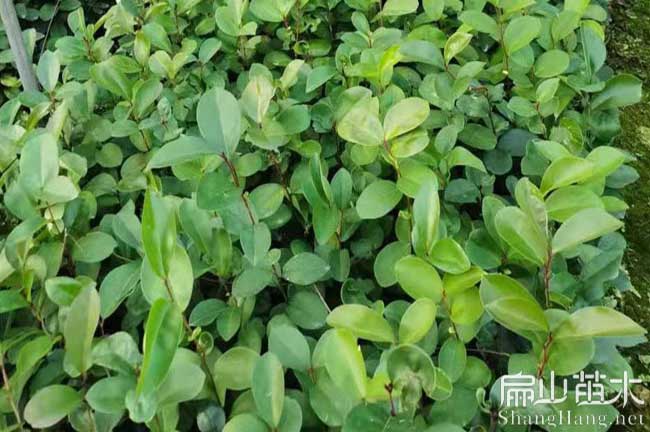 鷹潭中科油茶苗批發(fā)