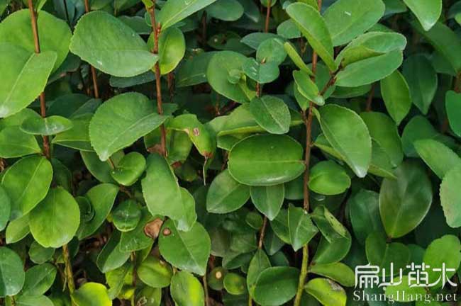 龍巖油茶基地