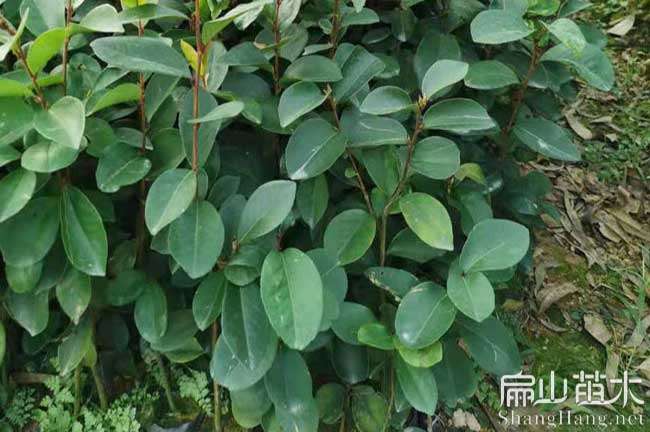 興東茶樹苗批發(fā)