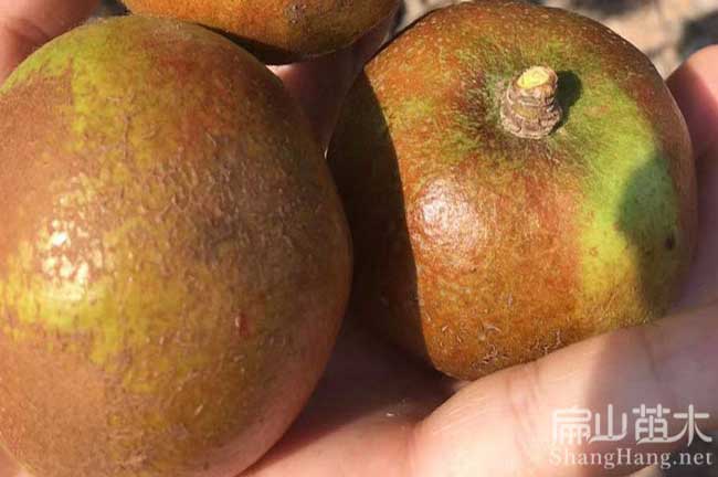 海南大果油茶