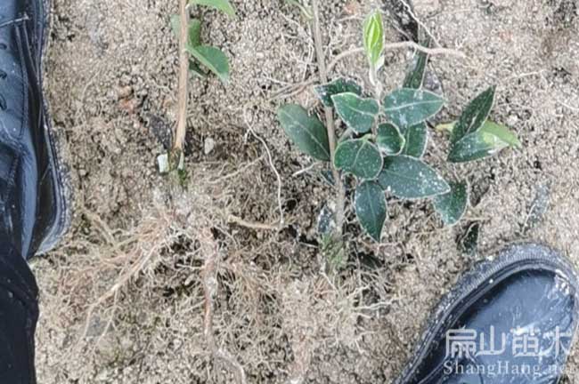 南昌長(zhǎng)林油茶苗