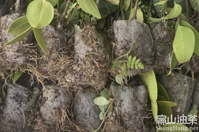 景德鎮(zhèn)大果油茶苗