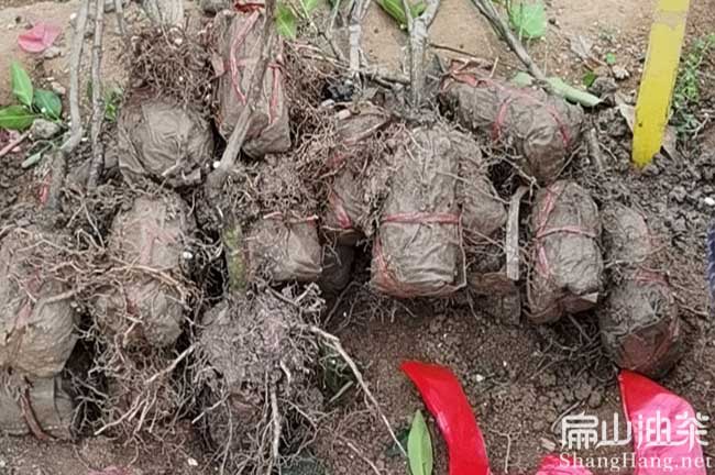 揚(yáng)州油茶杯苗批發(fā)