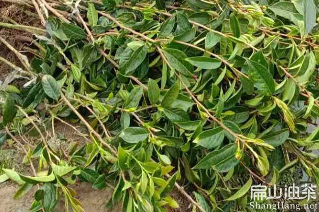 濟寧紅花大果油茶苗