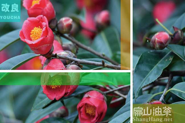 寧南紅花油茶樹(shù)
