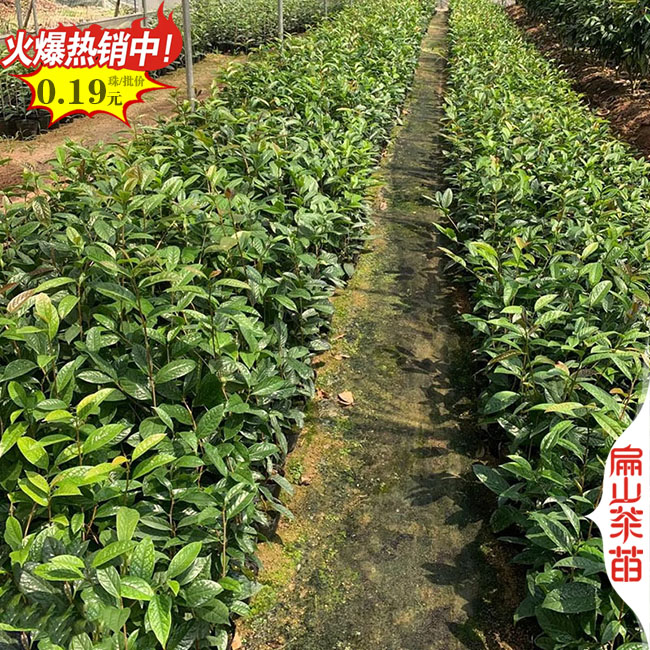 瀘州茶葉苗批發(fā)