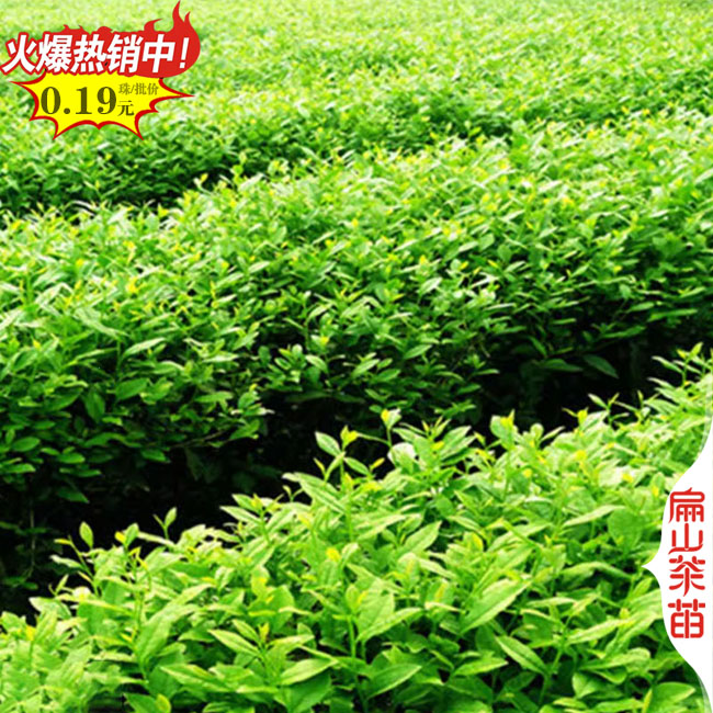 [茶葉苗培育]福建福鼎金花茶武夷山福建寧德茶葉苗30CM批發(fā)