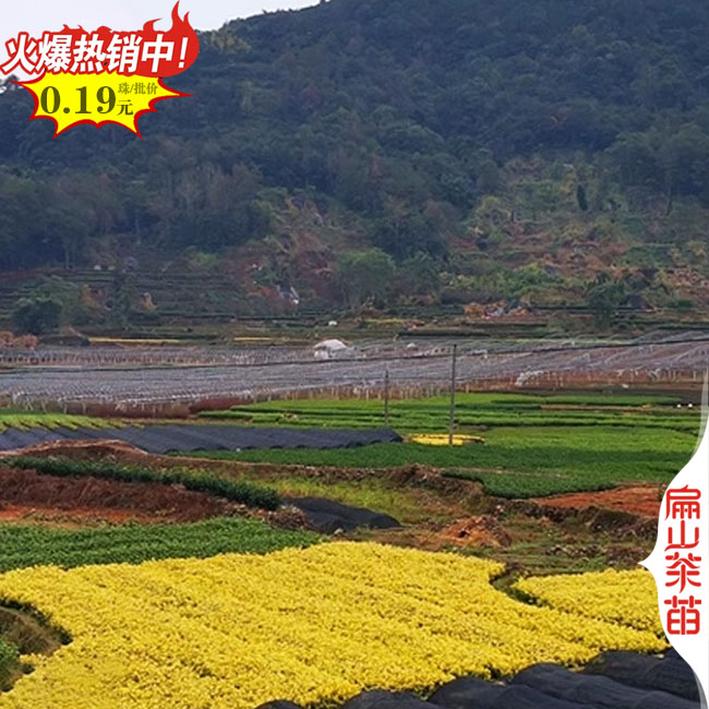 [浙江好茶苗栽培]杭州茶葉苗批發(fā) 烏龍井奶白中茶3號(hào)20-60CM