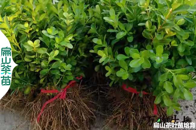 蘭州茶葉苗批發(fā)