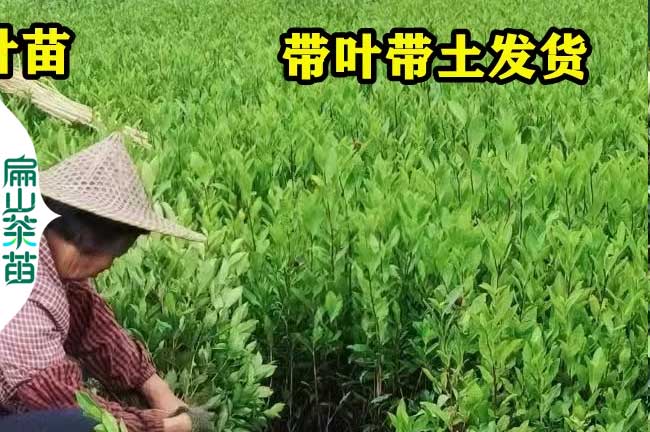 [小杯江西金花茶苗批發(fā)]鷹潭油茶樹小苗茶花基地1年30-90CM