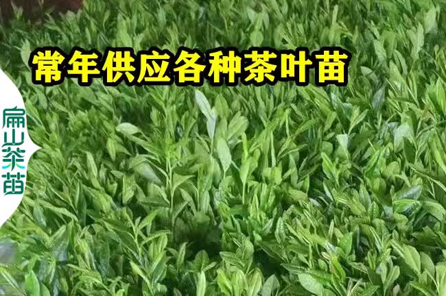 濮陽(yáng)茶葉苗培育