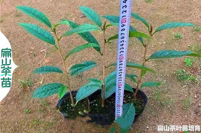 漯河金花茶苗