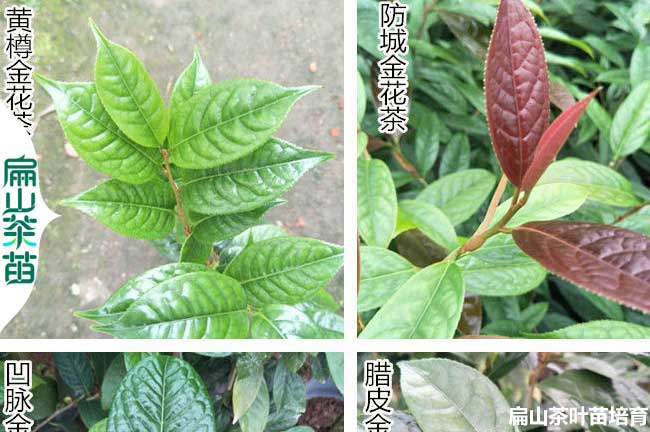濟源金花茶苗培育