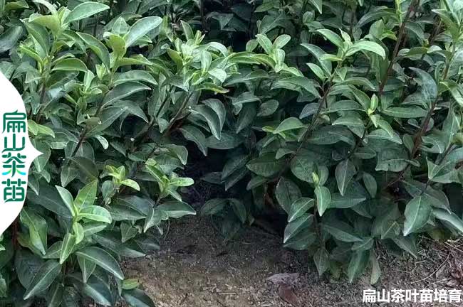 洛陽(yáng)綠茶苗培育