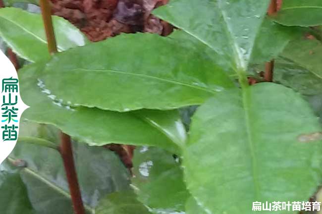 賣海南長(zhǎng)林油茶苗軟枝湘林香花多少錢一顆批發(fā) 53#210#2#1號(hào)