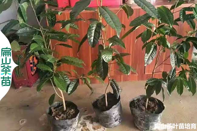 寧德茶葉小杯苗培育