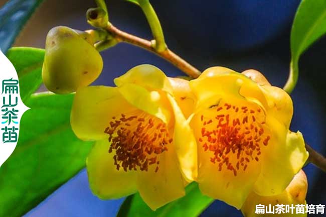 洛陽(yáng)金花茶苗批發(fā)
