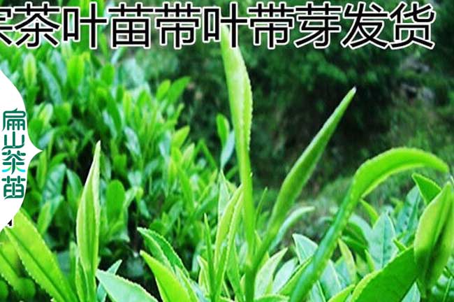 德陽(yáng)綠茶苗批發(fā)
