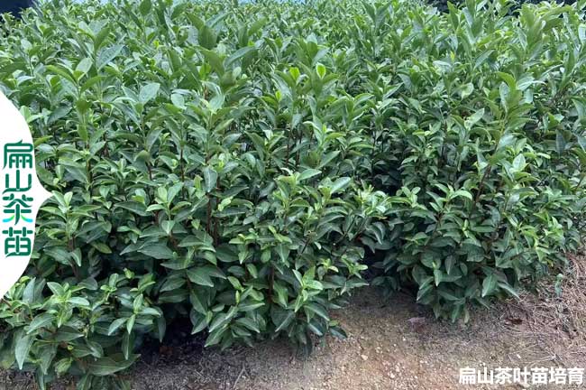 廈門(mén)金花茶苗培育
