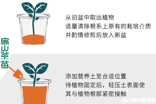 金花茶種植技術(shù)
