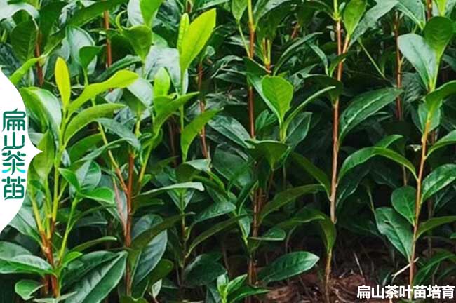 涼山綠茶苗培育