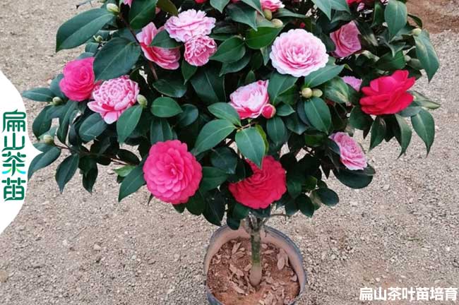 眉山茶花苗批發(fā)