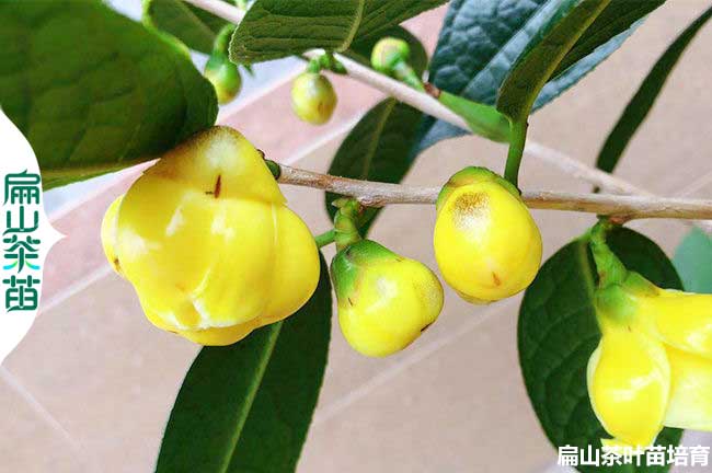 有四川德陽(yáng)大型金花茶葉苗培育.油茶樹(shù)小杯苗基地 紅花5元