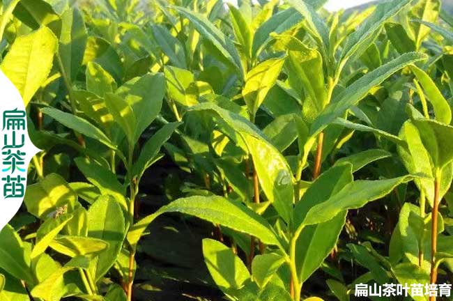 [高山茶葉茶苗批發(fā)]樂(lè)山油茶苗培育1年基地2年3年30-80-50CM