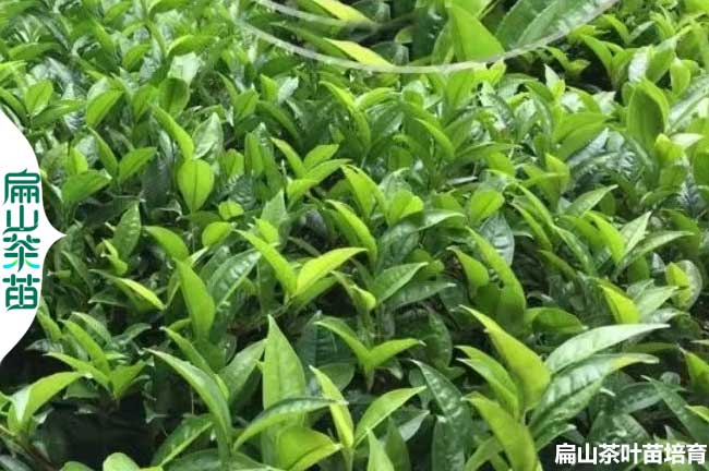濟源茶葉苗培育