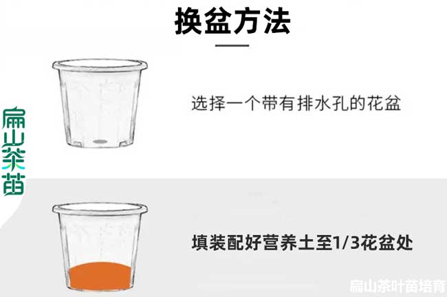 樂山油茶種植技術(shù)