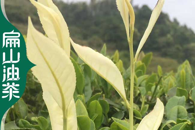 [畝產(chǎn)高茶葉苗長(zhǎng)沙]湘林210號(hào) 湖南油茶小杯苗69#培育批發(fā)