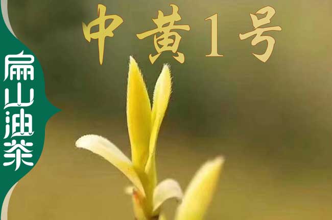 新型 嘉興茶葉苗浙江嘉興油茶苗培育 標(biāo)準(zhǔn)化培育基地歡迎您