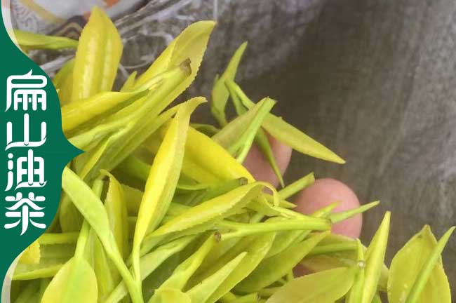 扁山茶苗 福建安吉一年白茶苗 南平香茶苗 寧德綠茶苗圃批發(fā)
