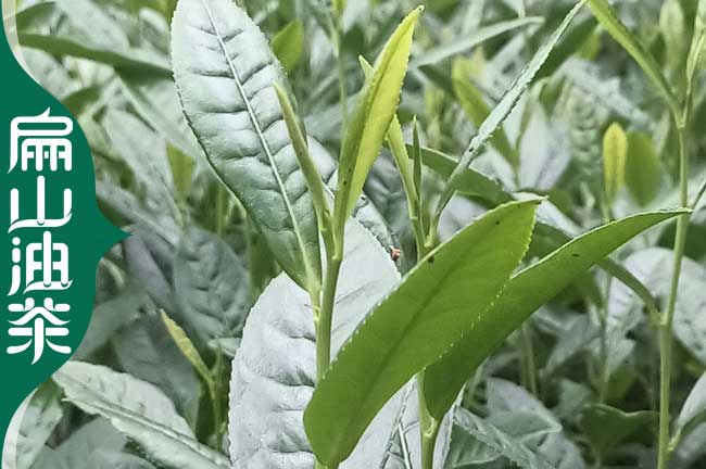 基地湘潭油茶苗大批發(fā).湖南湘潭的茶葉苗大培育價(jià)格1元一顆