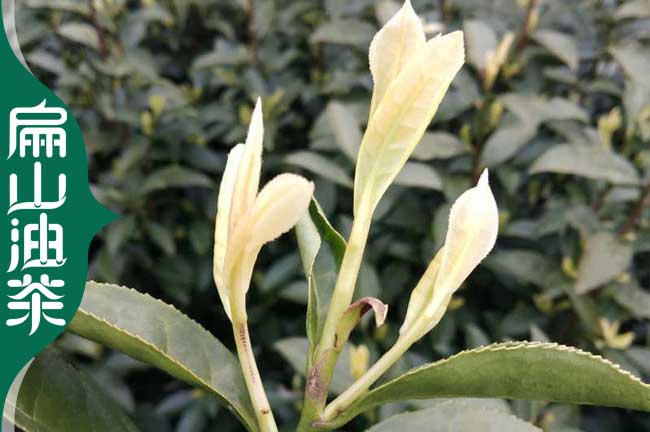 良種 溫州茶葉苗和油茶苗規(guī)?；憬嘤?210號(hào) 中茶108