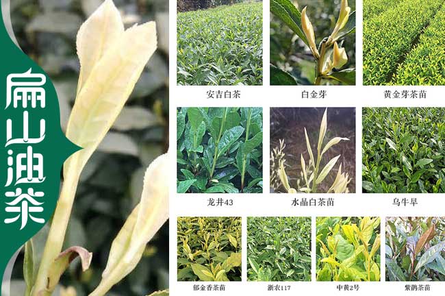 寧德茶葉樹(shù)苗