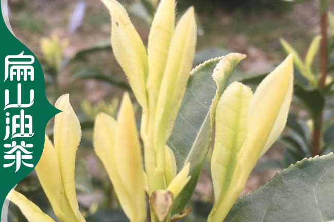 [綠化榨油茶樹.麗水茶葉苗.油茶苗]浙江麗水批發(fā)價格歡迎您