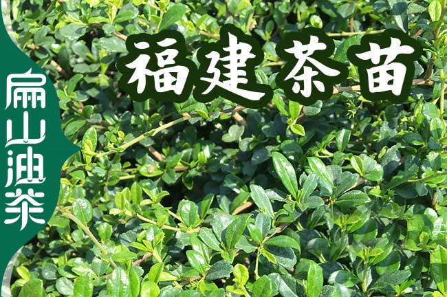 210號(hào)益陽(yáng)油茶苗圃.茶葉苗培育.嫁接1-2-3-5年價(jià)格種植批發(fā)