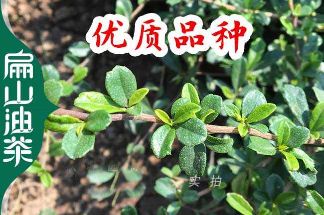 長(zhǎng)海茶葉苗批發(fā)