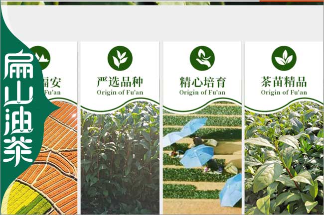 福建茶葉樹苗